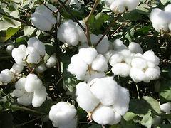新疆优质棉花供货商推荐——山东苏拉尔纺织品，专业棉被定制与加工服务