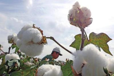 棉花加工揭秘 为何印度低价卖中国高价买回